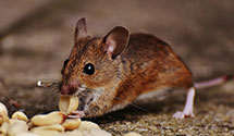 24 Hour & Emergency Exterminators in Eufola, NC